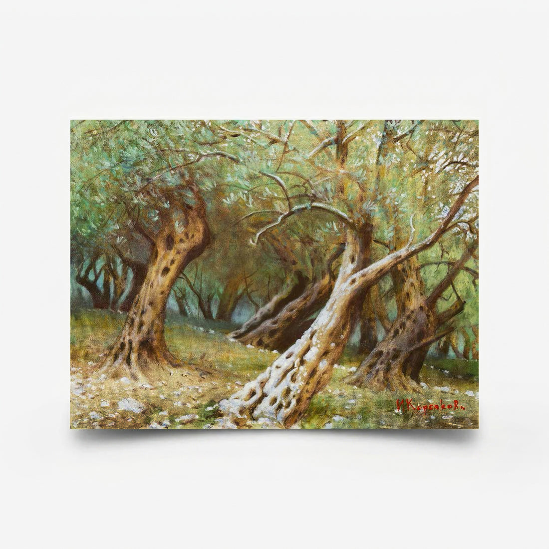 Olive Grove II-1 2026