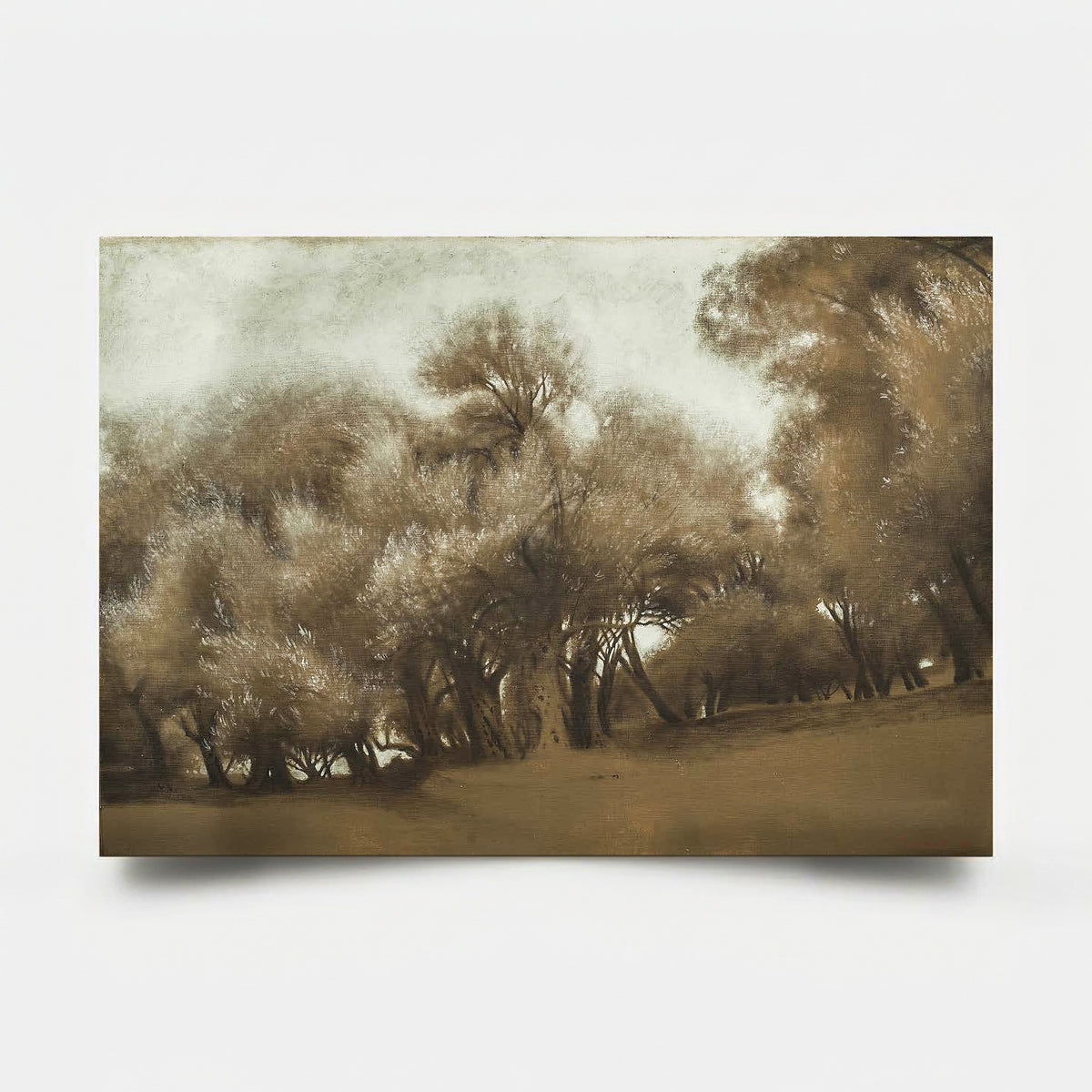 Olive Grove 5 2012