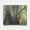 Olive Grove II-4 2026