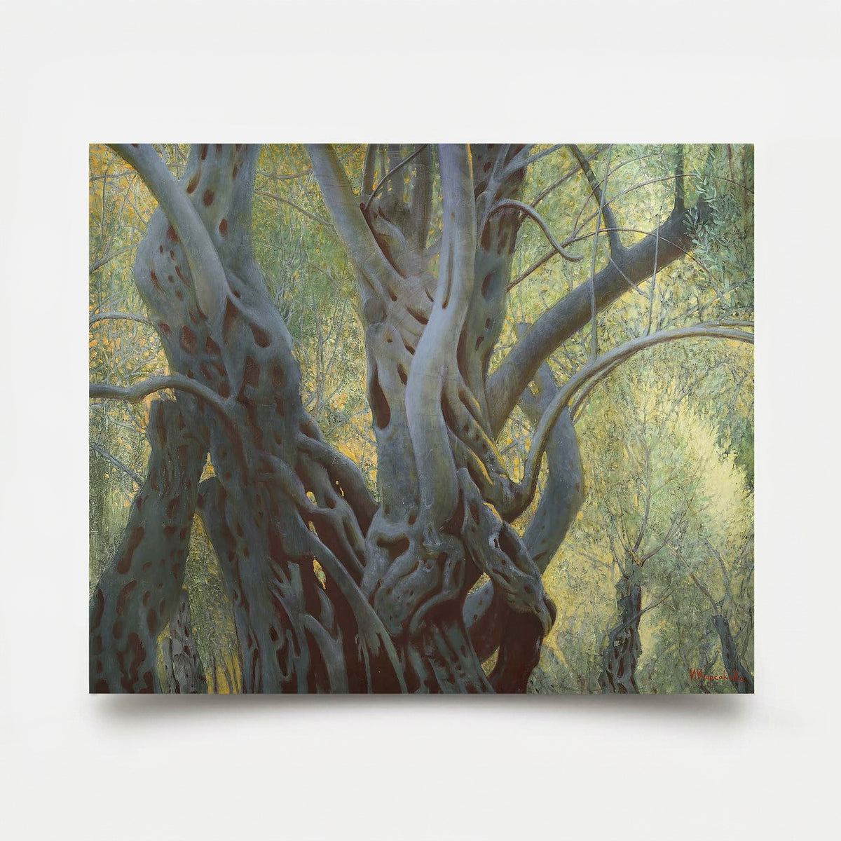 Olive Grove II-4 2026
