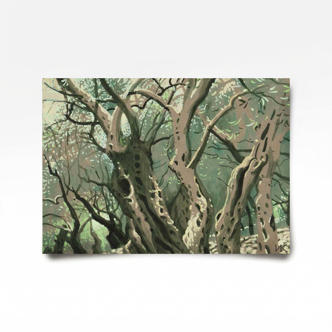From the Series "Olive Grove" 1 2026