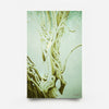 Olive Grove II-7 2026