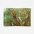 Olive Grove II-5 2026