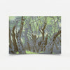 From the Series "Olive Grove" 3 2026