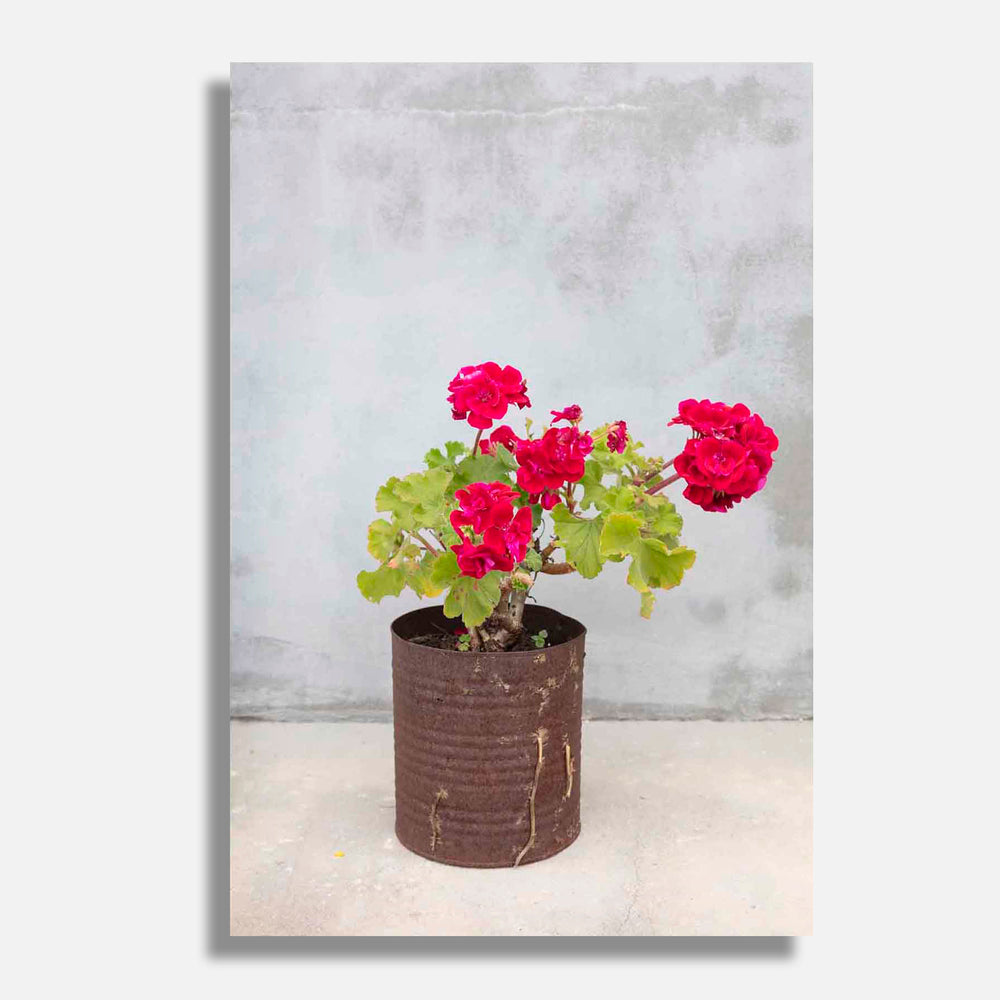Geraniums 2019