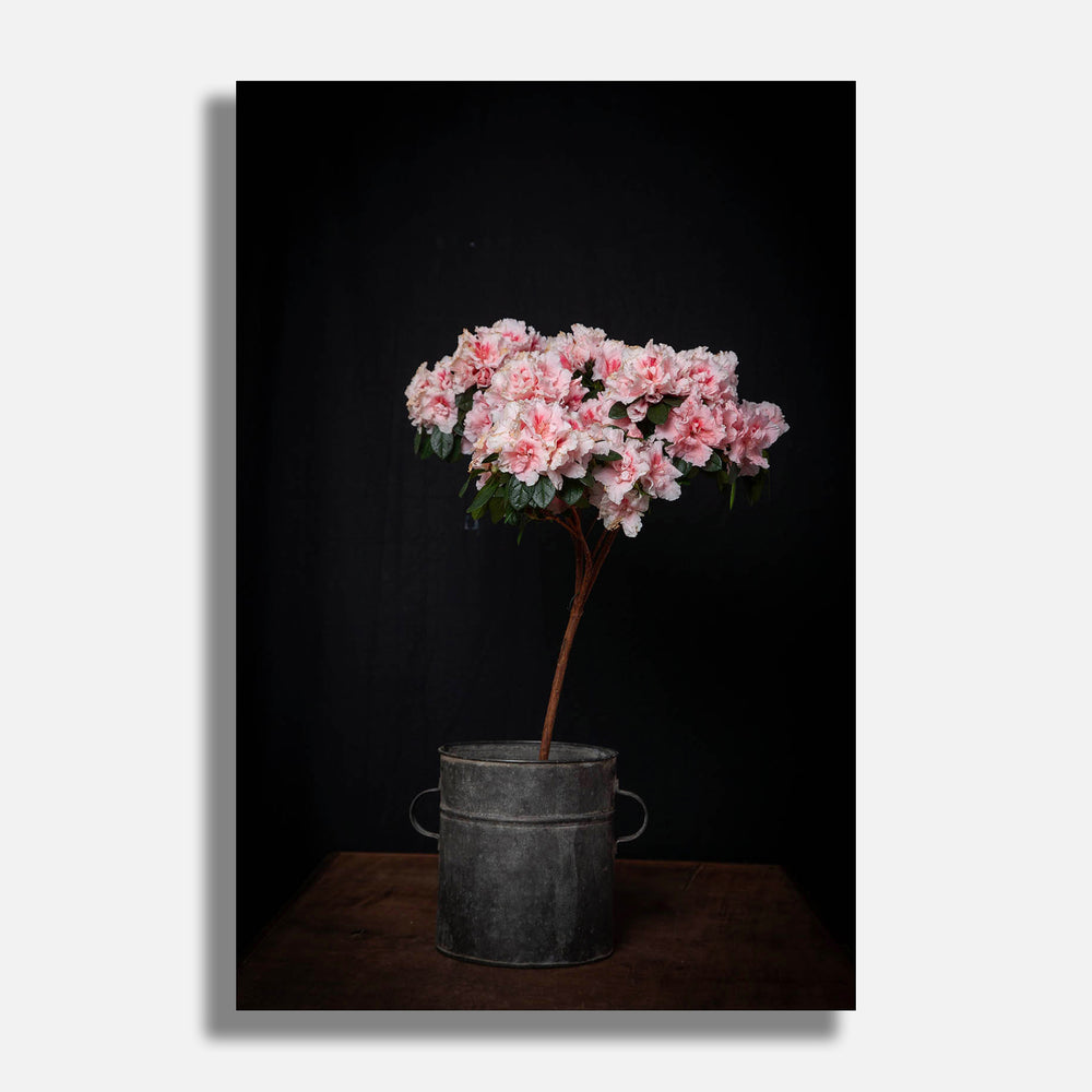 Flowers #5 2016