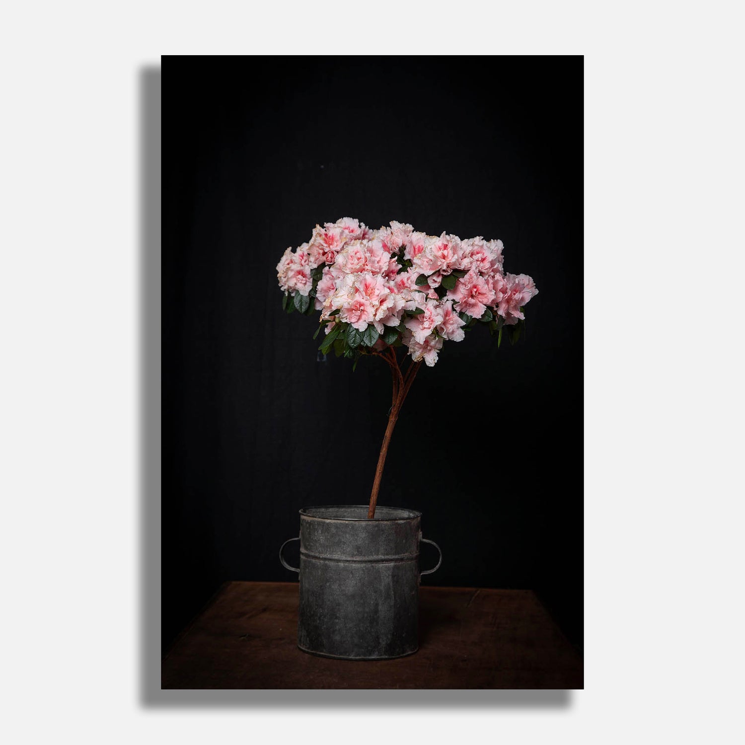 Flowers #5 2016