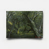 Olive Grove II-2 2026