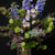 Flowers #6 2016
