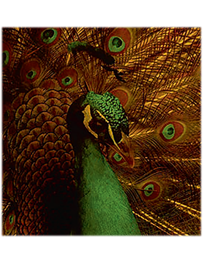 Photography Vladimir Clavijo-Telepnev Peacock